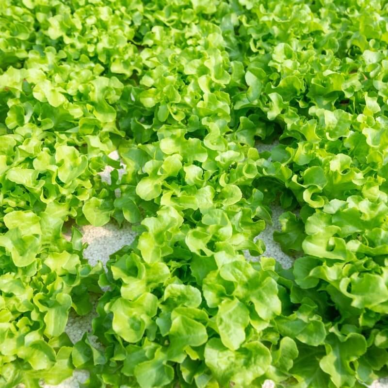 bio-salata-debolistna-zielona-pole.jpg