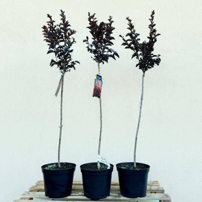 Lagerstroemia na pniu Best Red sadzonki 150 cm