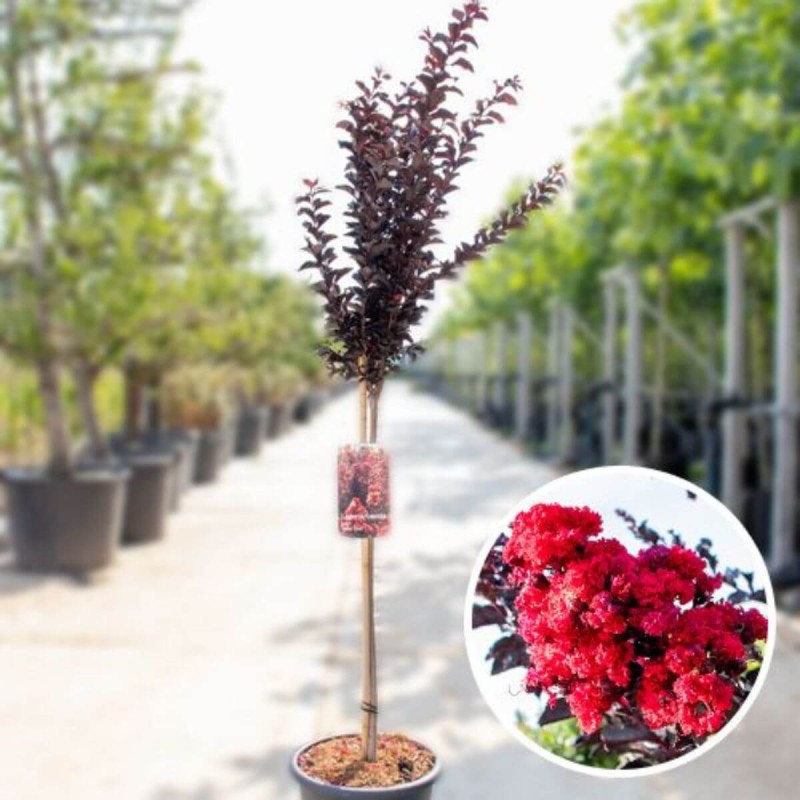 Lagerstroemia-best-red-na-pniu-cena