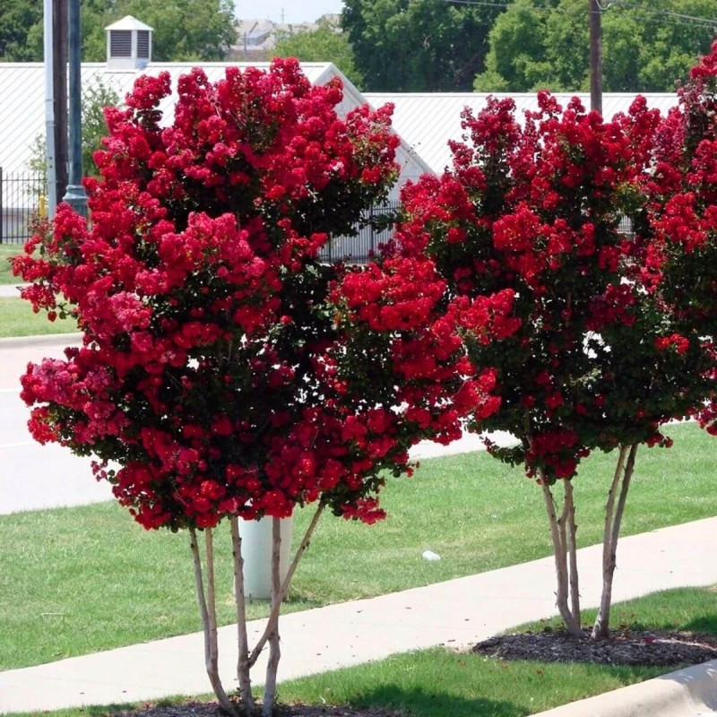 lagerstroemia czerwona duże sadzonki na pniu