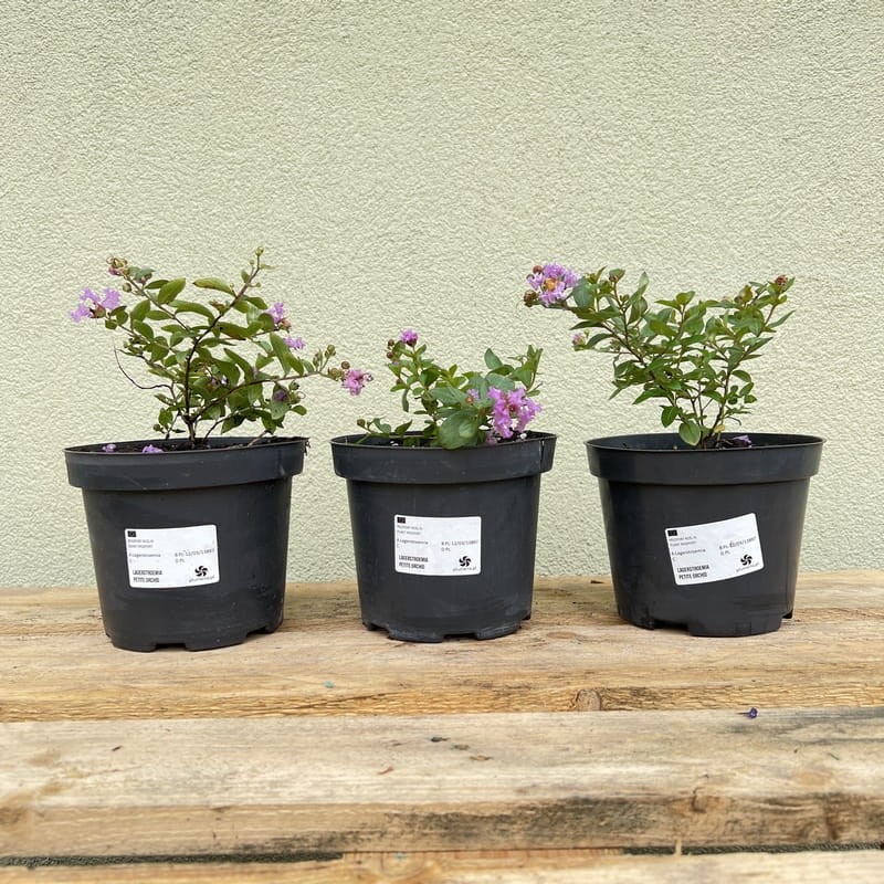 lagerstroemia karłowa fioletowa violet filli sadzonka
