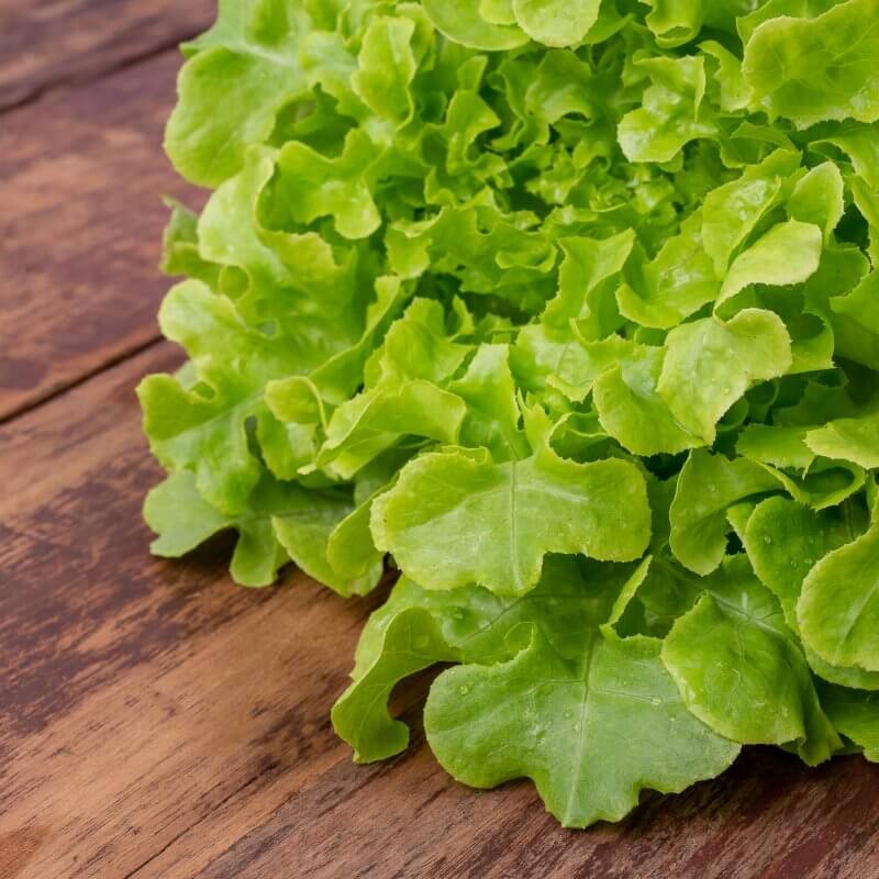 bio-salata-debolistna-zielona-na-blacie.jpg