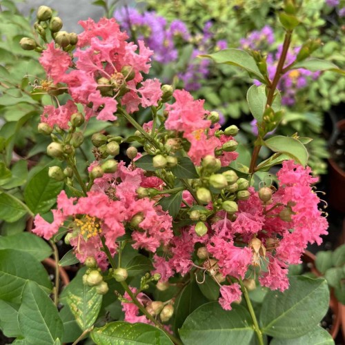 Lagerstroemia CORAL FILLI ® sadzonka C1,5