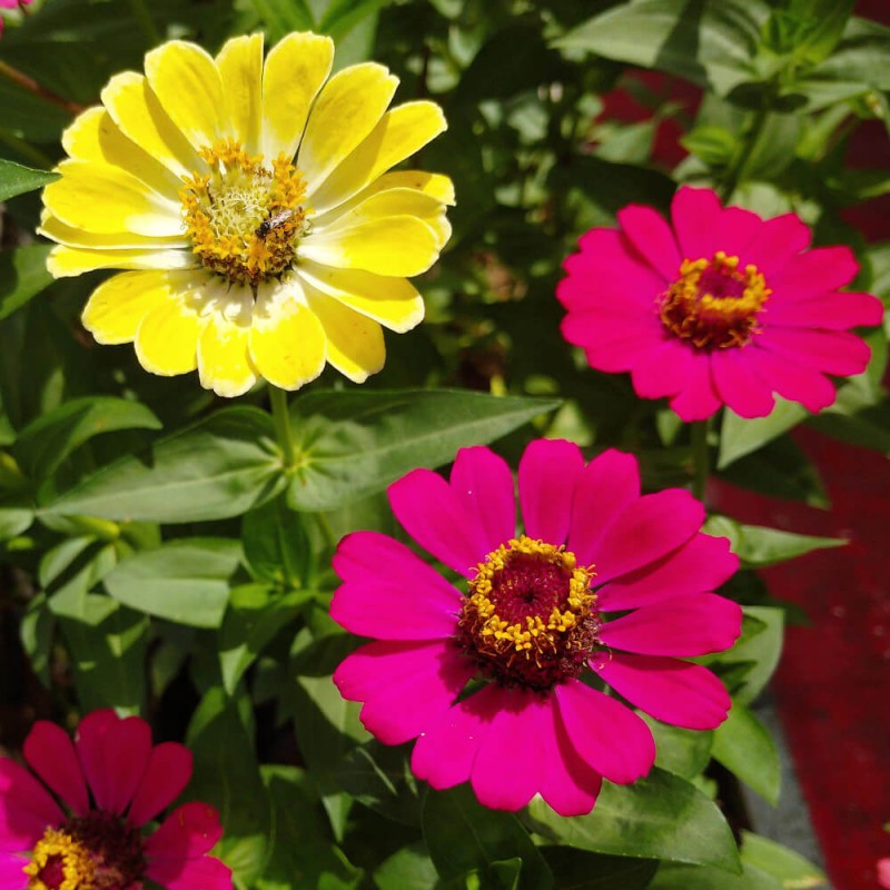 Cynie - ogrodu gospodynie Wesoły ogródek nasiona (3).jpg