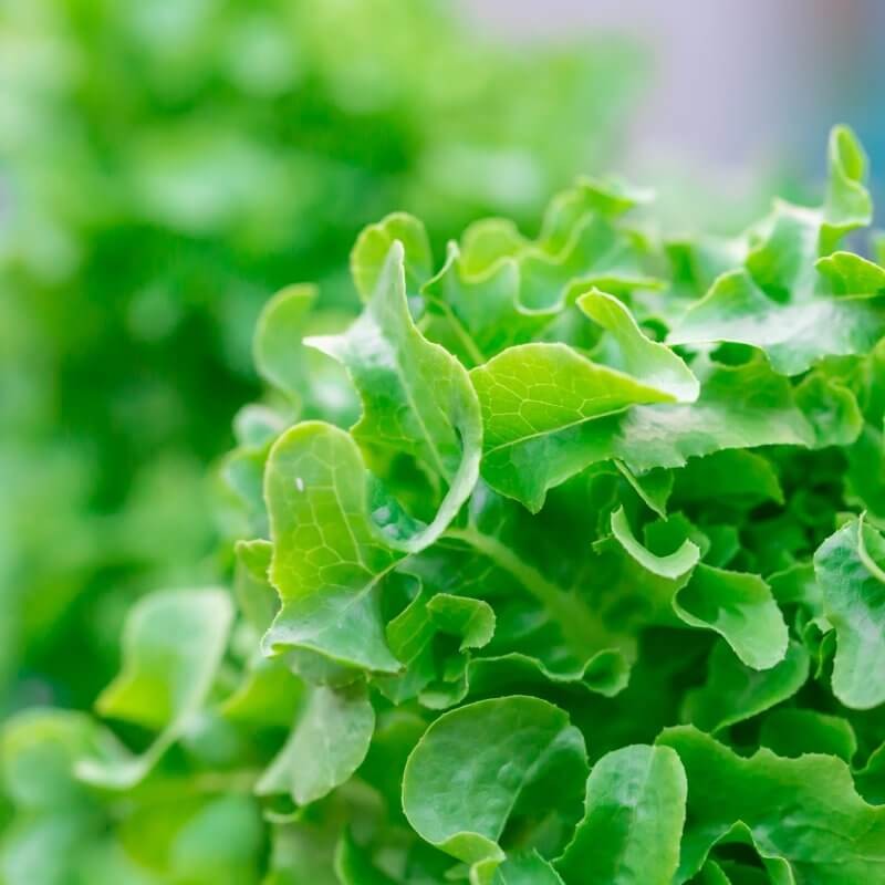 bio-salata-debolistna.jpg