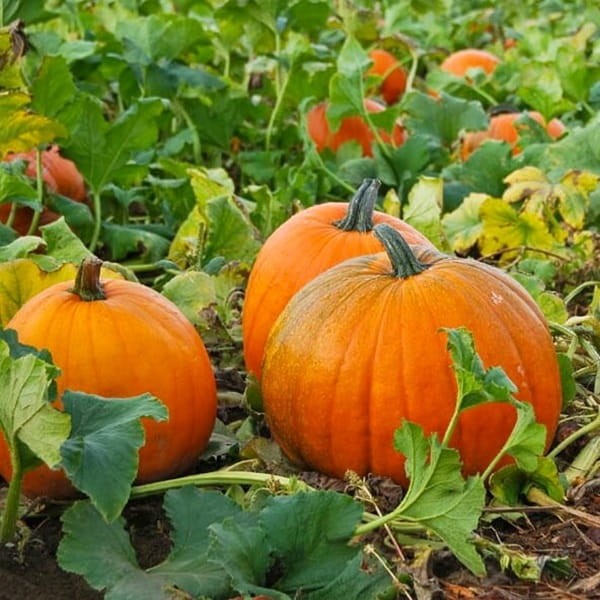 Dynia olbrzymia Amazonka Wesoły ogródek nasiona (2).jpg