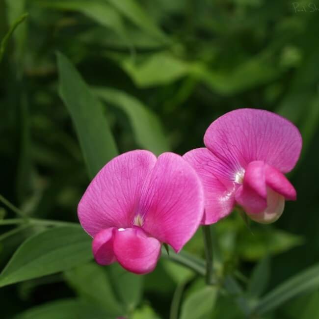 grosek pachnący dla dzieci nasiona (2).jpg