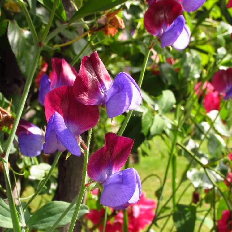 grosek pachnący dla dzieci nasiona (3).jpg