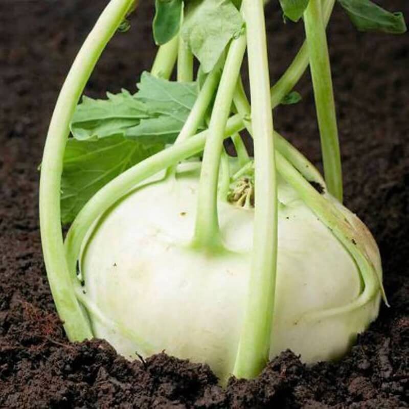 kalarepa wener witte dla dzieci nasiona (2).jpg