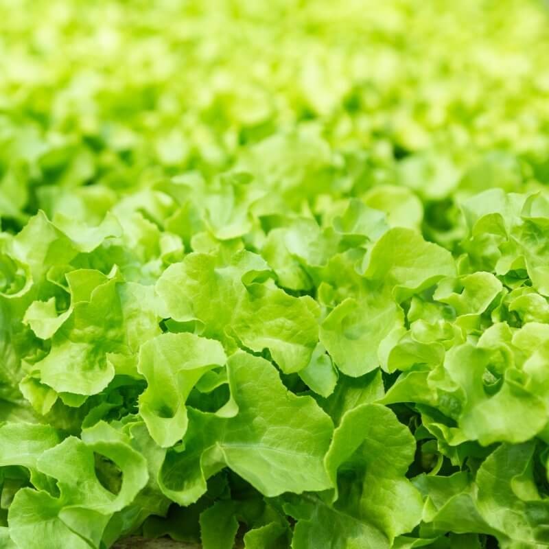 bio-salata-debolistna-zielona.jpg