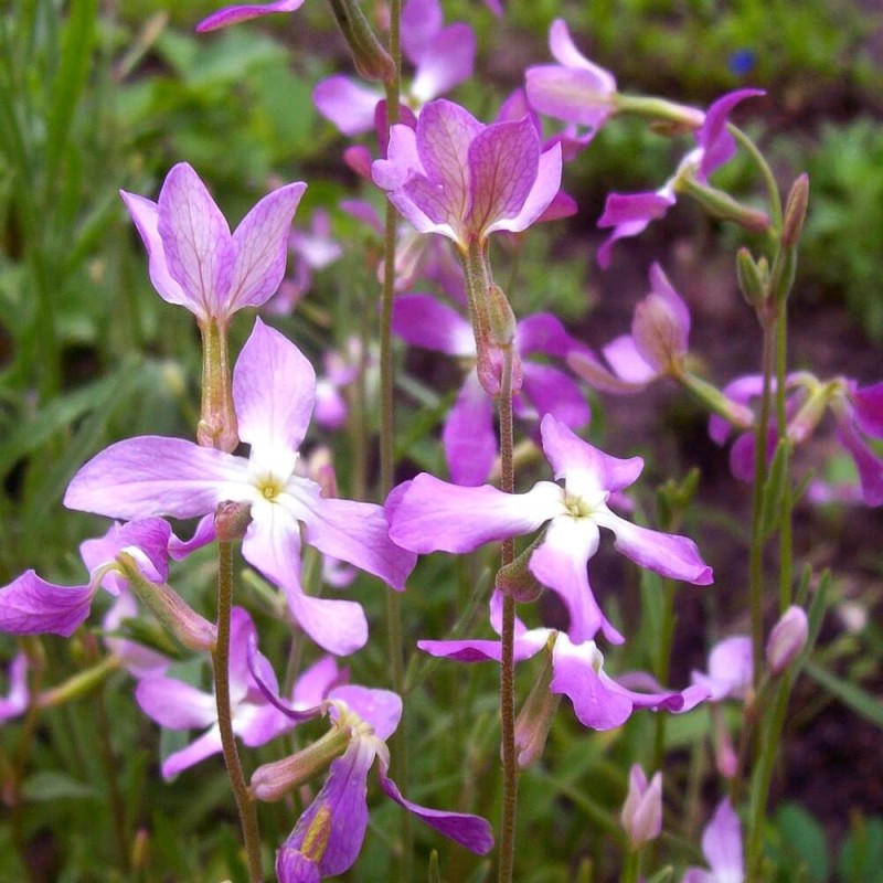 maciejka dwuroga dla dzieci nasiona (2).jpg