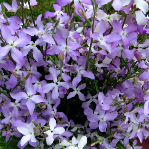 Maciejka dwuroga różowolawendowa - Maciejka Czarodziejka Wesoły ogródek