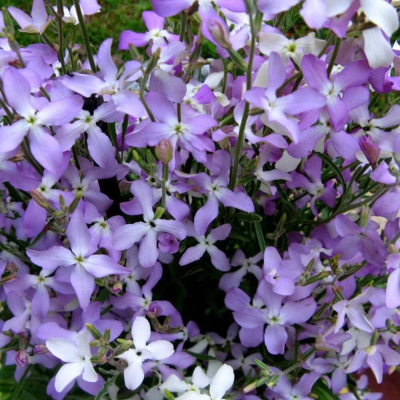 maciejka dwuroga dla dzieci nasiona (3).jpg