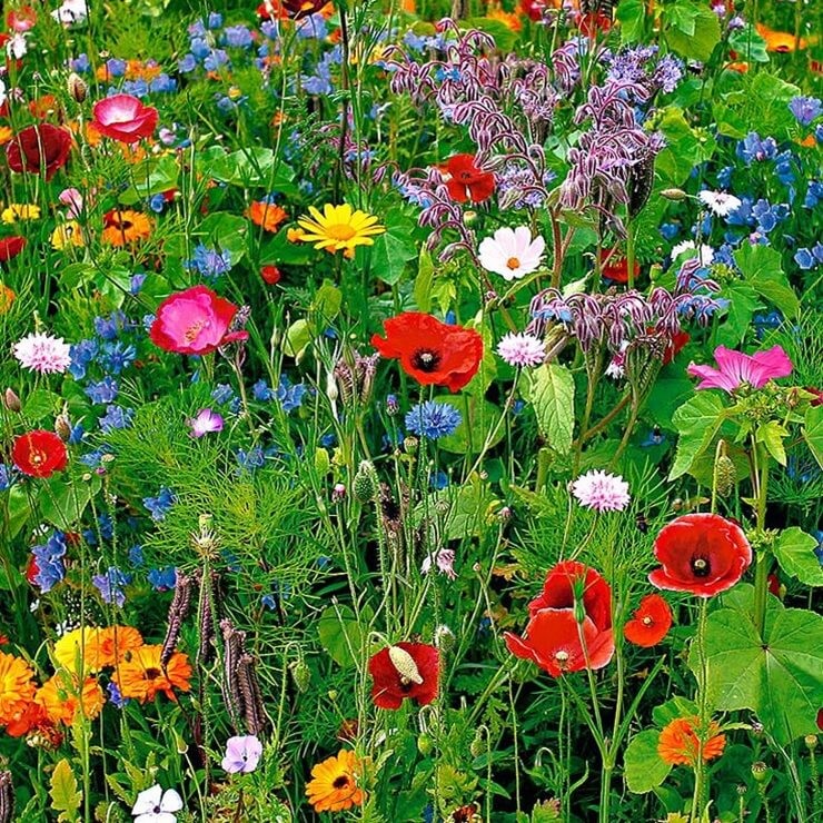 Mieszanka niespodzianka Wesoły ogródek nasiona (2).jpg