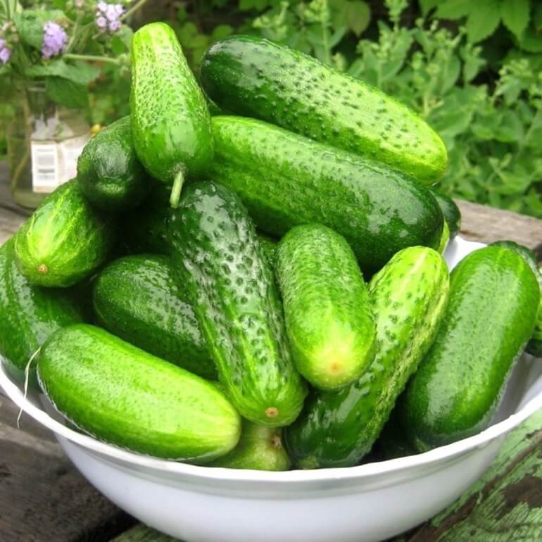 Ogórek, co zielony ma garniturek Wesoły ogródek nasiona (2).jpg