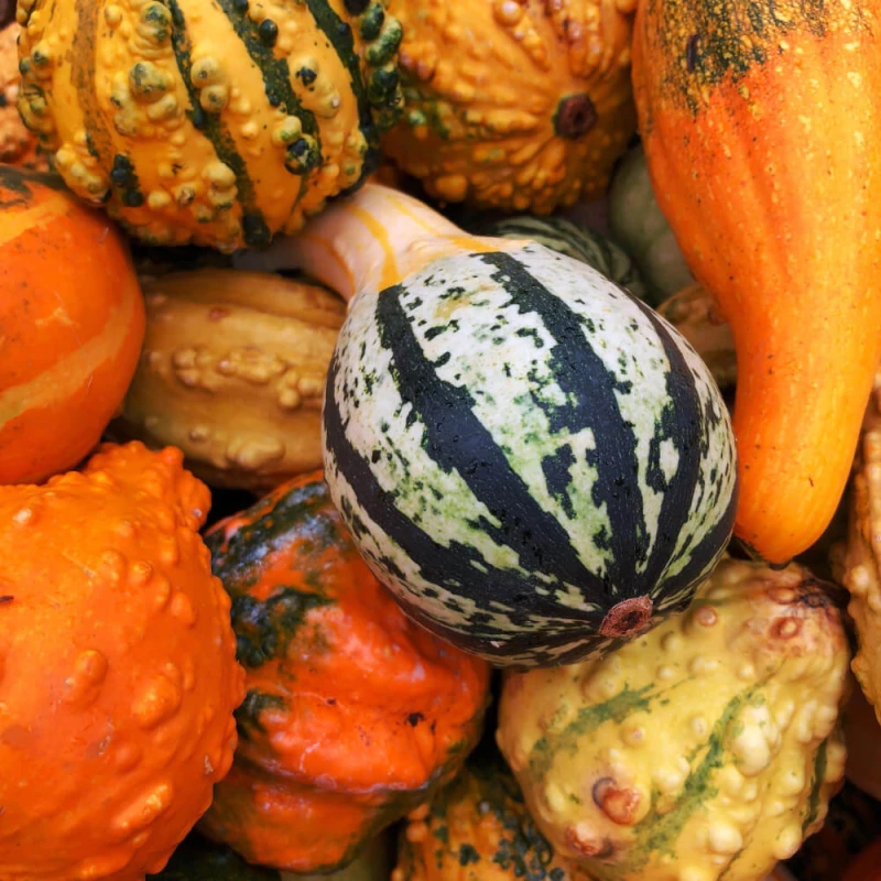 dynia ozdobna dla dzieci nasiona (2).jpg