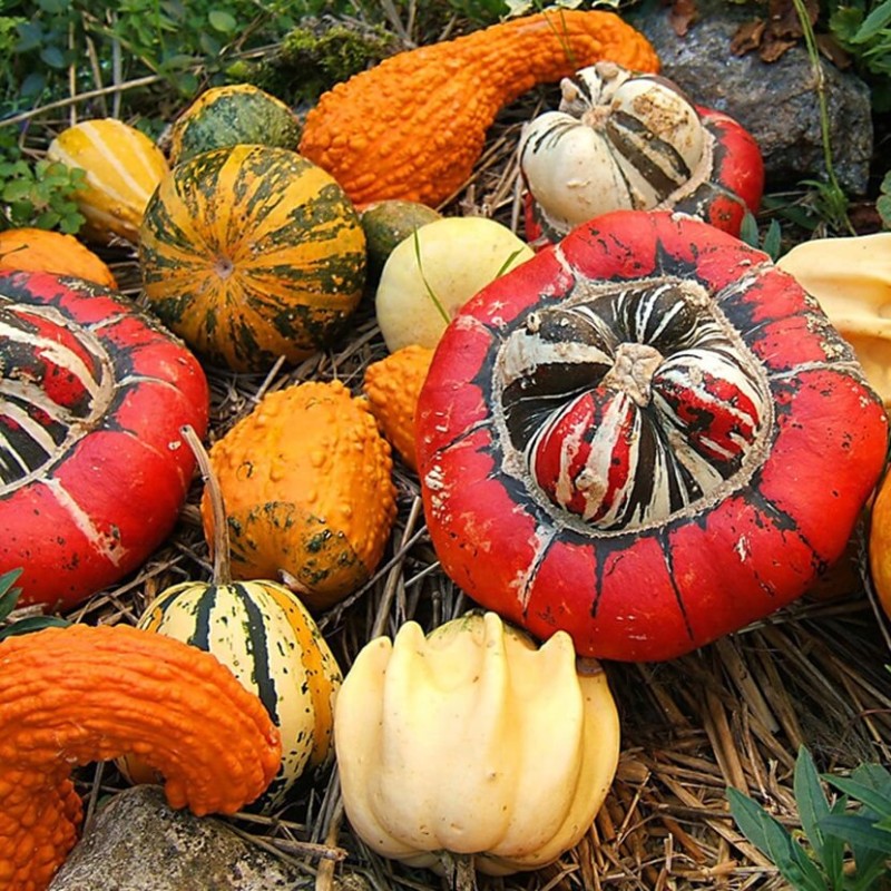 dynia ozdobna dla dzieci nasiona (3).jpg