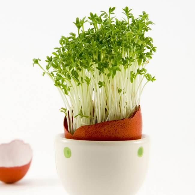 Rzeżuszka dobra dla brzuszka Wesoły Ogródek nasiona (2).jpg