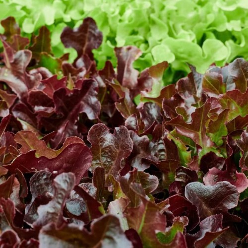BIO Sałata dębolistna czerwona nasiona ekologiczne 0,5g