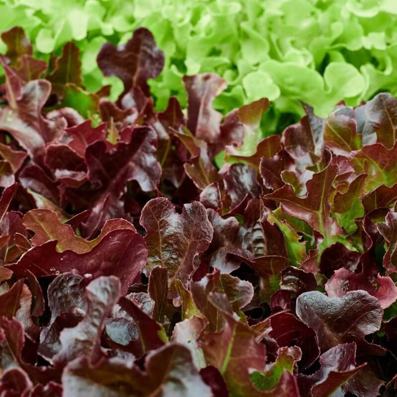 bio-salata-debolistna-czerwona.jpg