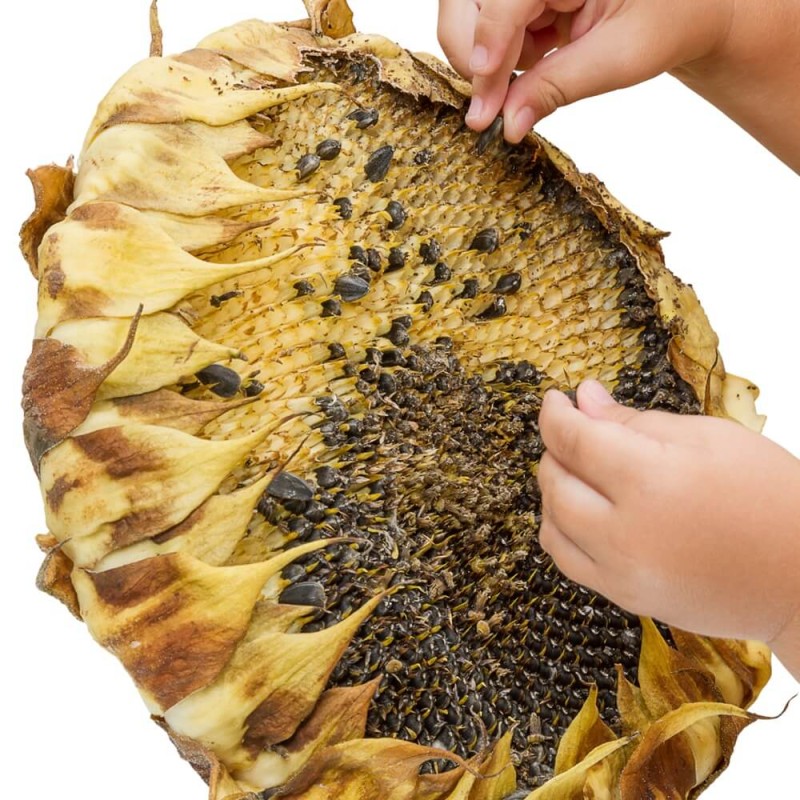 słonecznik jadalny wesoły ogródek nasiona (2).jpg