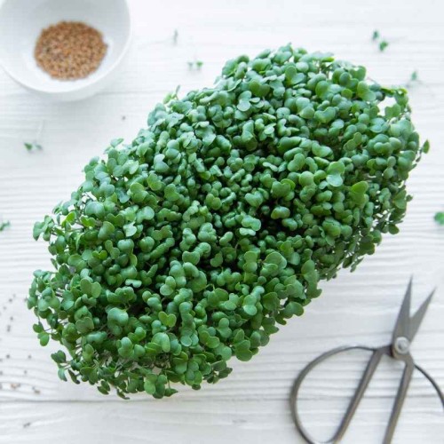 Microgreens - Brokuł 3g
