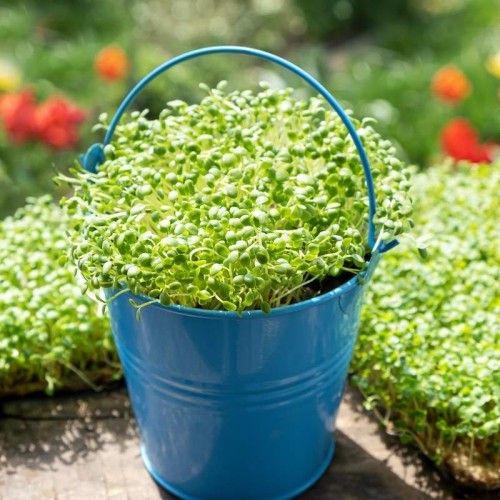 Microgreens - Bazylia Cytrynowa Mrs Burns 3g