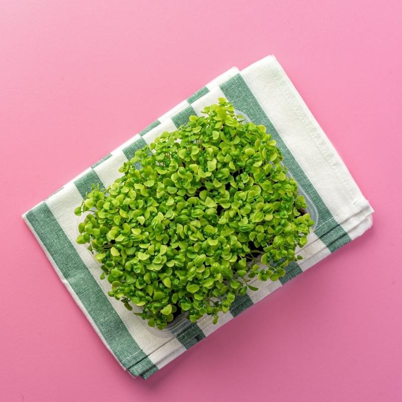 Microgreens  bazylia cytrynowa Mrs Burns 3g nasiona (3).jpg