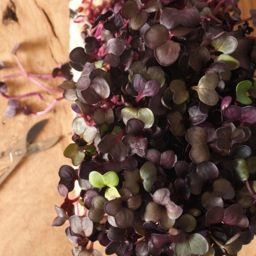 Microgreens - Bazylia Dark Opal 3g