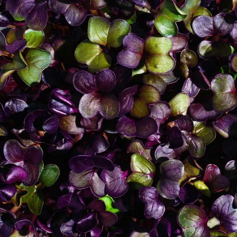 Microgreens bazylia Dark Opal 3g nasiona (3).jpg
