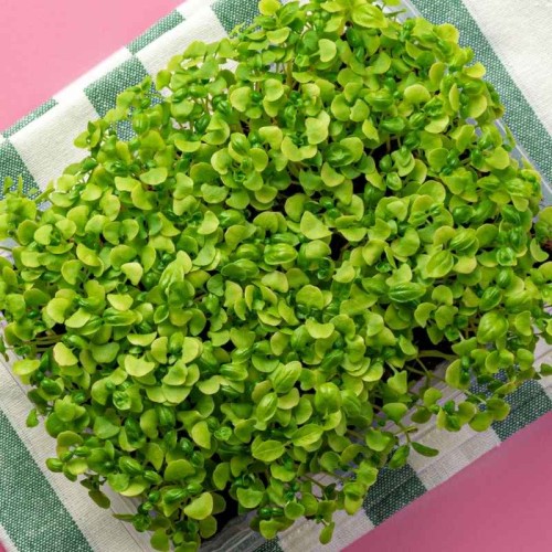 Microgreens - Bazylia Sweet Large 3g