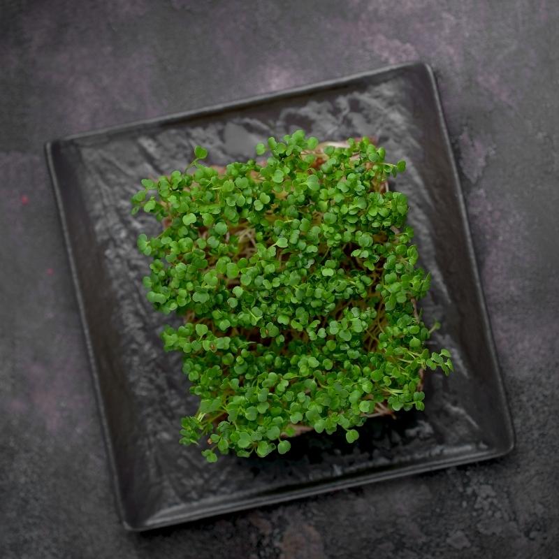 Microgreens bazylia Sweet Large 3g nasiona (3).jpg