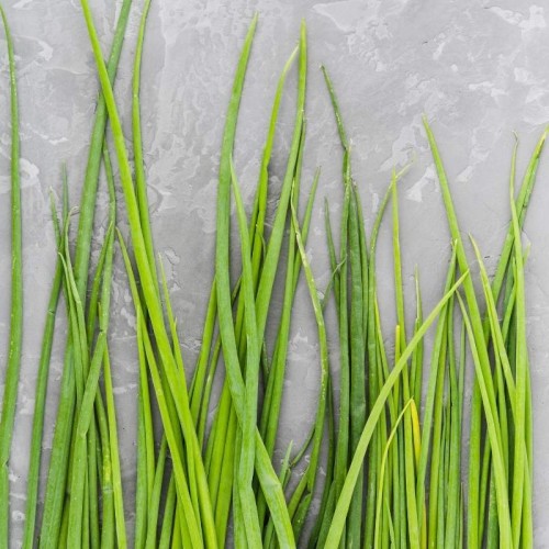 Microgreens - Cebula siedmiolatka 4g