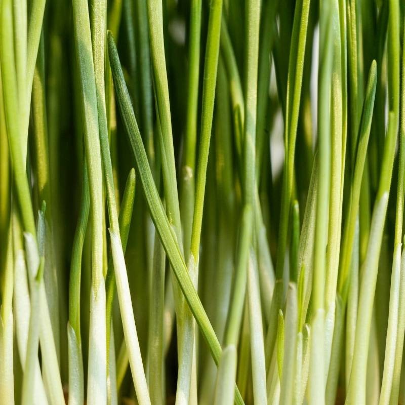 Microgreens cebula siedmiolatka 4g nasiona (3).jpg