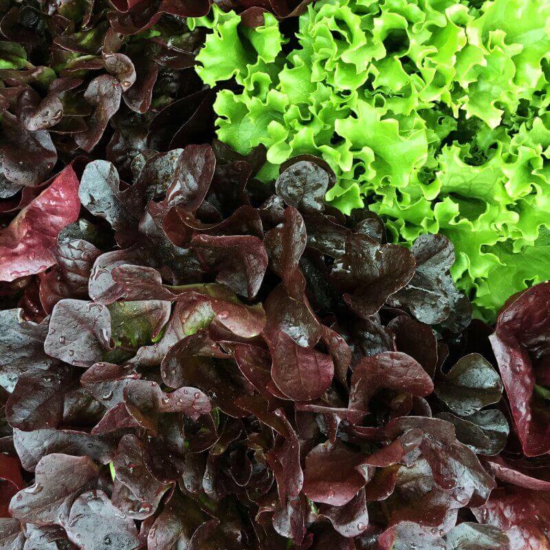 bio-salata-czerwona-debolistna.jpg