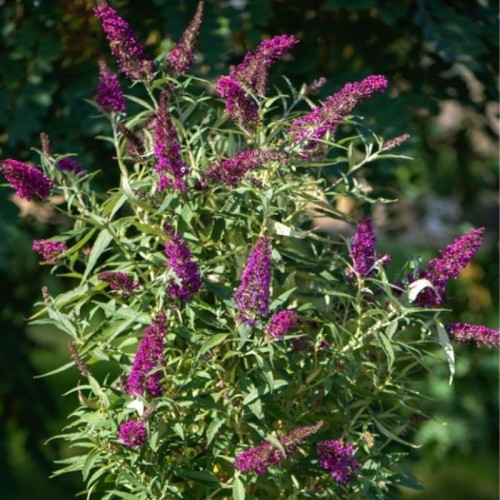 Budleja davidii BUTTERFLY TOWER ® sadzonka C1/C2