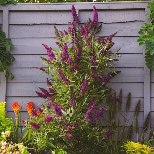 Budleja davidii BUTTERFLY TOWER ® sadzonka C5