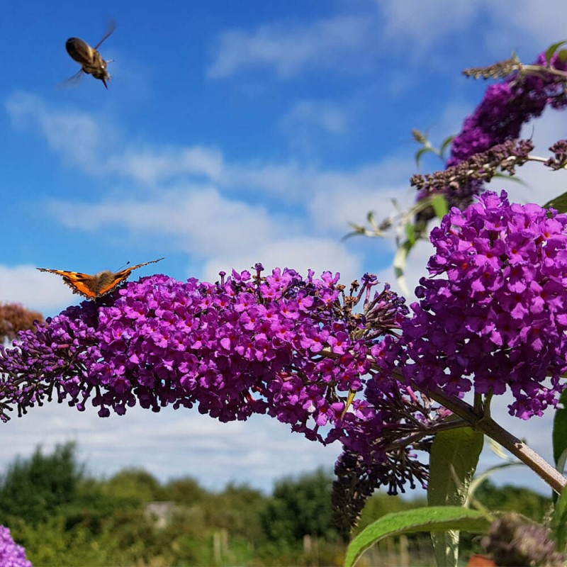 budleja butterfly tower c5 jak zimuje