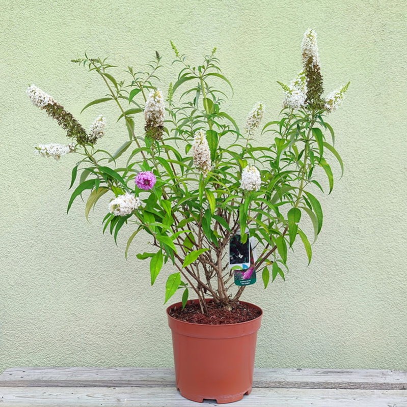 budleja trójkolorowa sadzonka c5 gdzie kupić