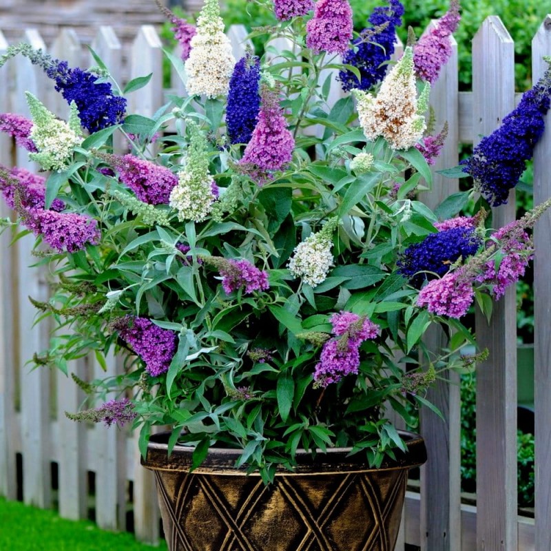 budleja Tricolor.jpg