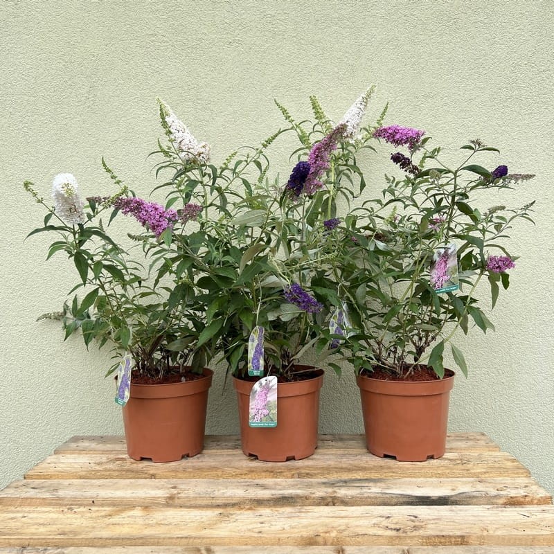 Budleja trójkolorowa omżyn c7,5 duża sadzonka cena