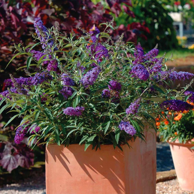 Budleja 'Buzz Violet Motyli Krzew sadzonki