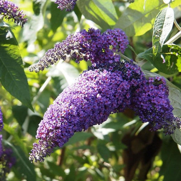 budleja buzz violet karłowa do donicy