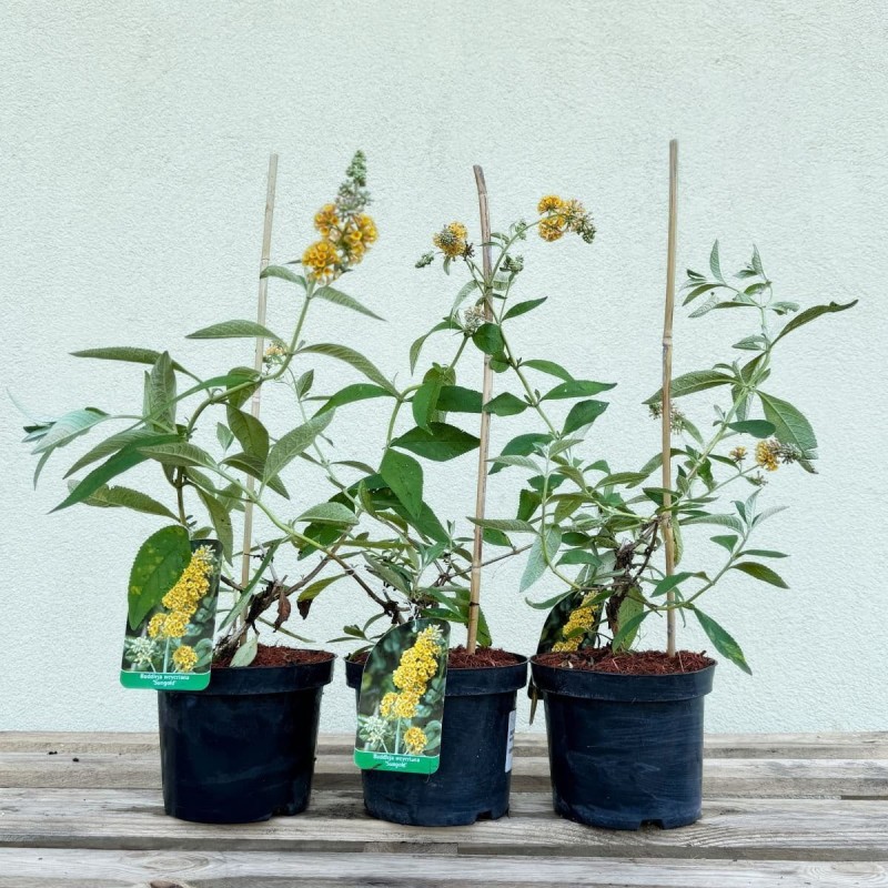 Buddleja Sungold sadzonka w donicy cena