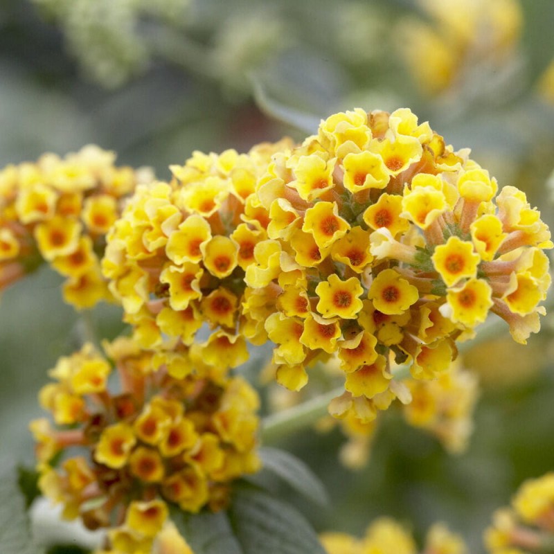 Budleja Sungold Buddleja wayeriana Sadzonka