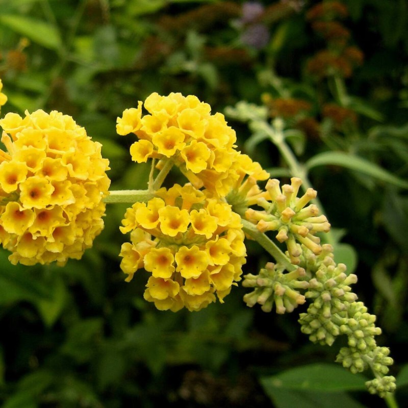 Budleja Weyera żółta sungold gdzie kupić