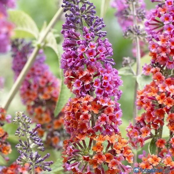 budleja flower power trzykolorowa sadzonki c2 sklep