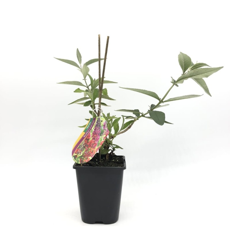 budleja flower power trzykolorowa sadzonka cena