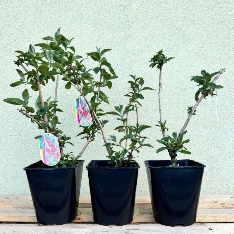 budleja flower power duza sadzonka w donicy c5.jpg