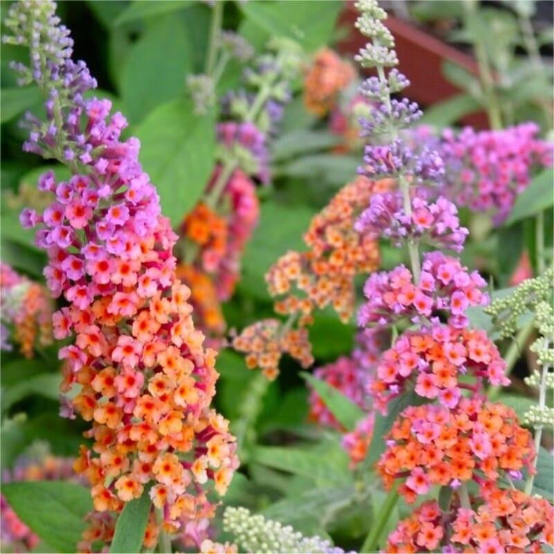 budleja flower power trzykolorowa sadzonki c2 opinie